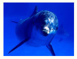 Delfin