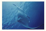 Manta