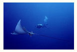 Tauchen mit Mantas