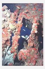 Wrack Rebocador