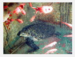 Wrack und Schildkröte