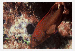 Fisch
