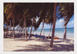 Palmenstrand