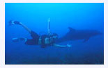 Delfin