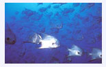 Fischschwarm